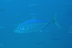 Craterognathus plagiotaenia