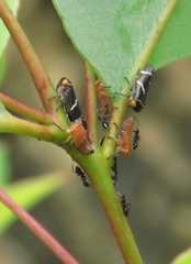Eurymeloides bicincta