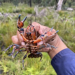 Euastacus australasiensis