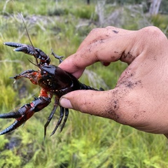 Euastacus australasiensis