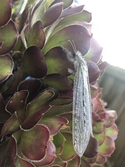 Acanthaclisini