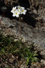 Androsace obtusifolia