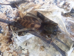 Amaurobioides