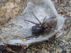 Amaurobioides