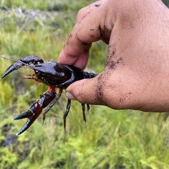 Euastacus australasiensis