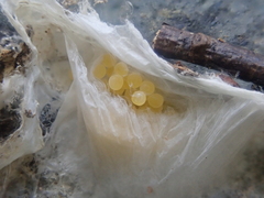 Amaurobioides