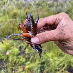 Euastacus australasiensis