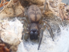 Amaurobioides