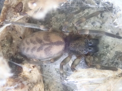 Amaurobioides