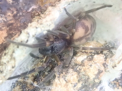Amaurobioides