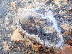 Amaurobioides