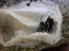 Amaurobioides