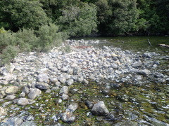 Amaurobioides