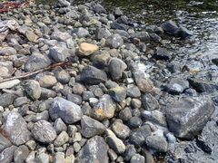 Amaurobioides