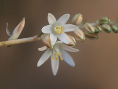 Ornithogalum juncifolium
