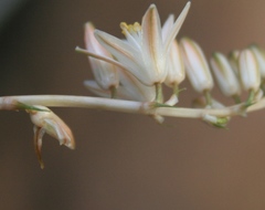 Ornithogalum juncifolium