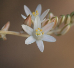 Ornithogalum juncifolium