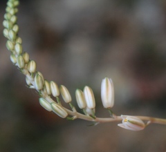 Ornithogalum juncifolium