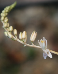 Ornithogalum juncifolium