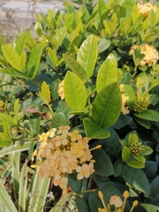 Ixora chinensis