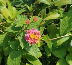 Lantana camara