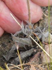 Pelargonium caledonicum