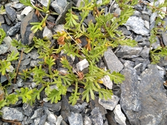 Leptinella pyrethrifolia