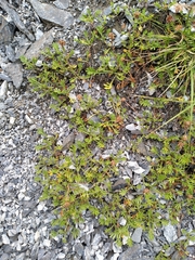 Leptinella pyrethrifolia