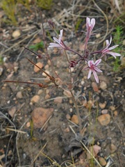 Pelargonium caledonicum
