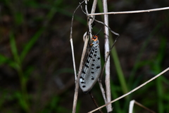 Myrmeleon erythrocephalus