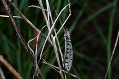 Myrmeleon erythrocephalus