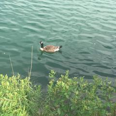 Branta canadensis