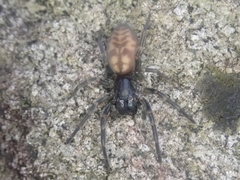 Amaurobioides