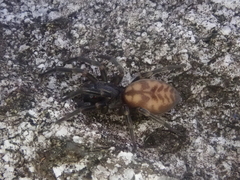 Amaurobioides