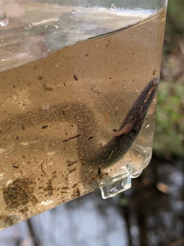 Sirenidae image