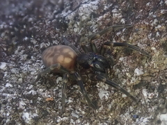 Amaurobioides