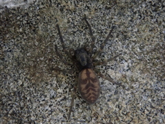 Amaurobioides