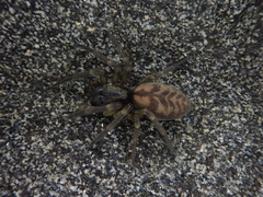 Amaurobioides