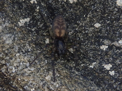 Amaurobioides