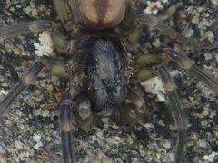 Amaurobioides