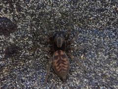 Amaurobioides
