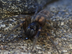 Amaurobioides