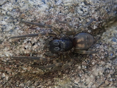 Amaurobioides