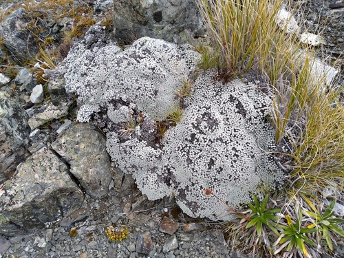 Image of Raoulia mammillaris by (c) Leon Perrie, some rights reserved (CC BY)