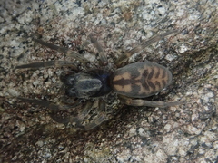 Amaurobioides