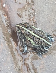 Pyxicephalus edulis