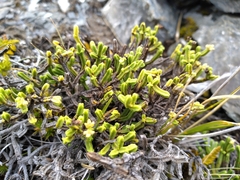 Veronica tetrasticha