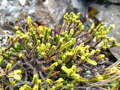 Veronica tetrasticha