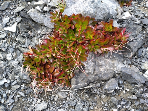 Epilobium crassum (Epilobium crassum)