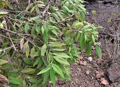 Varronia leucophlyctis